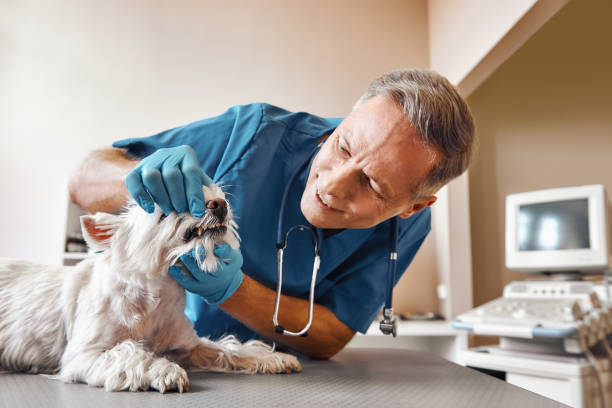 Best Emergency Dentist for Knocked-Out Tooth in Warren, OH